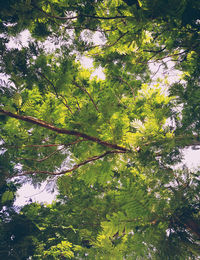 Low angle view of trees in forest