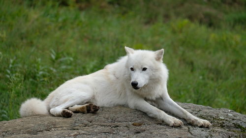 White cat resting on rock