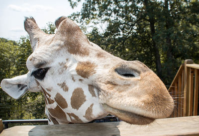 Close-up of giraffe against trees