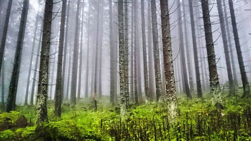 Full frame shot of trees in forest