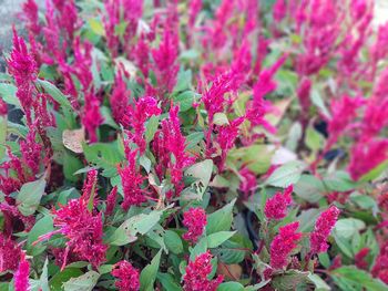 Close-up of pink flowering plants