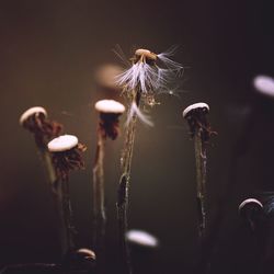 Close-up of wilted dandelion flower