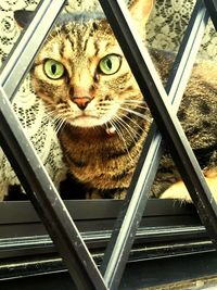 Portrait of cat