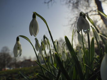 Close-up of white flowering plants against sky