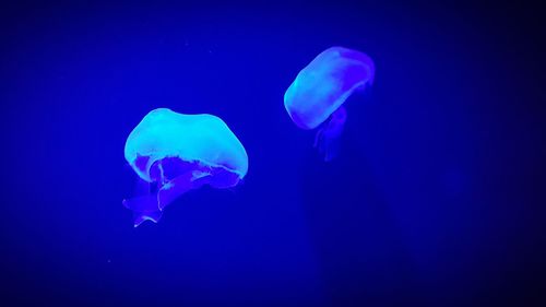 Close-up of jellyfish in sea