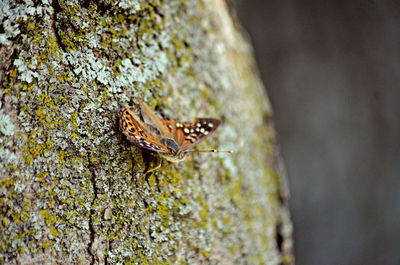 Close-up of insect