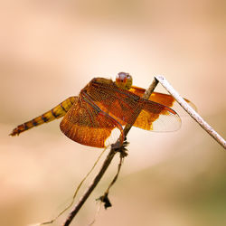 Close-up of dragonfly on dried plant