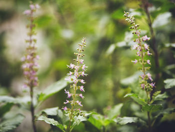 Close-up of purple flowers blooming outdoors