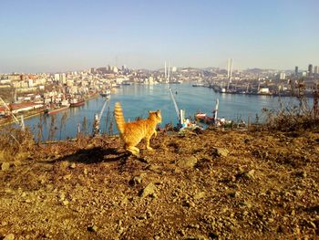 Ginger kitten standing on rock against golden horn bay and clear sky