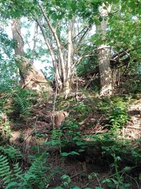 Trees in forest