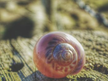 Close-up of snail