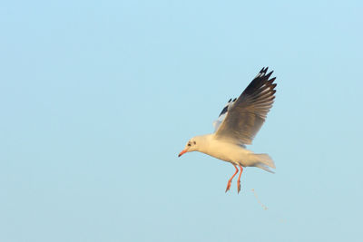 Low angle view of birds flying