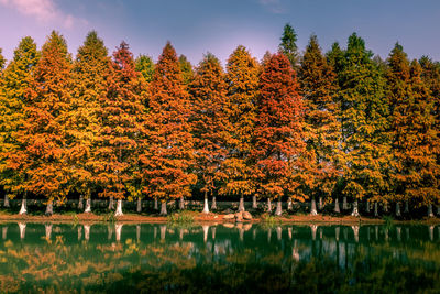 Autumn trees by lake against sky