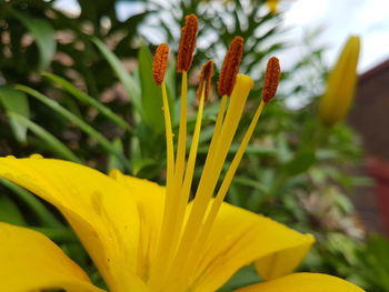 Close-up of yellow flower blooming outdoors