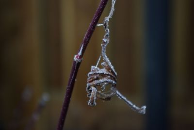 Close-up of icicles on frozen during winter