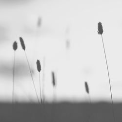 Close-up of plant against blurred background