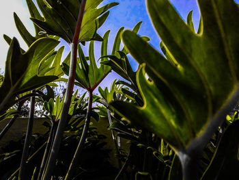 Close-up of green leaves