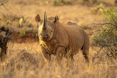 Black rhino