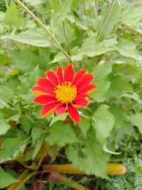 Close-up of red flower blooming outdoors