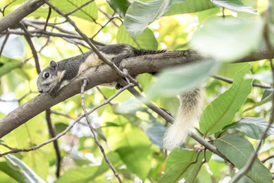 Close-up of lizard on tree