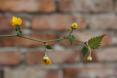 Close-up of yellow flowering plant