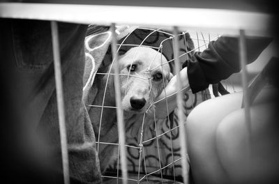 Close-up portrait of dog by fence