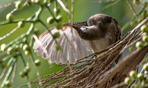 Close-up of a bird on stem against blurred background