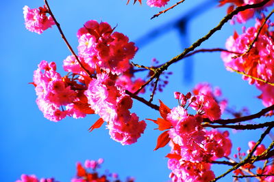 Low angle view of pink cherry blossom