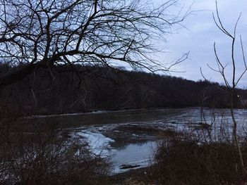 Bare trees by lake