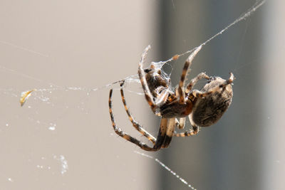 Close-up of spider on web