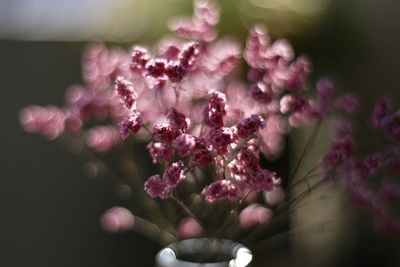 Close-up of pink flowers on plant