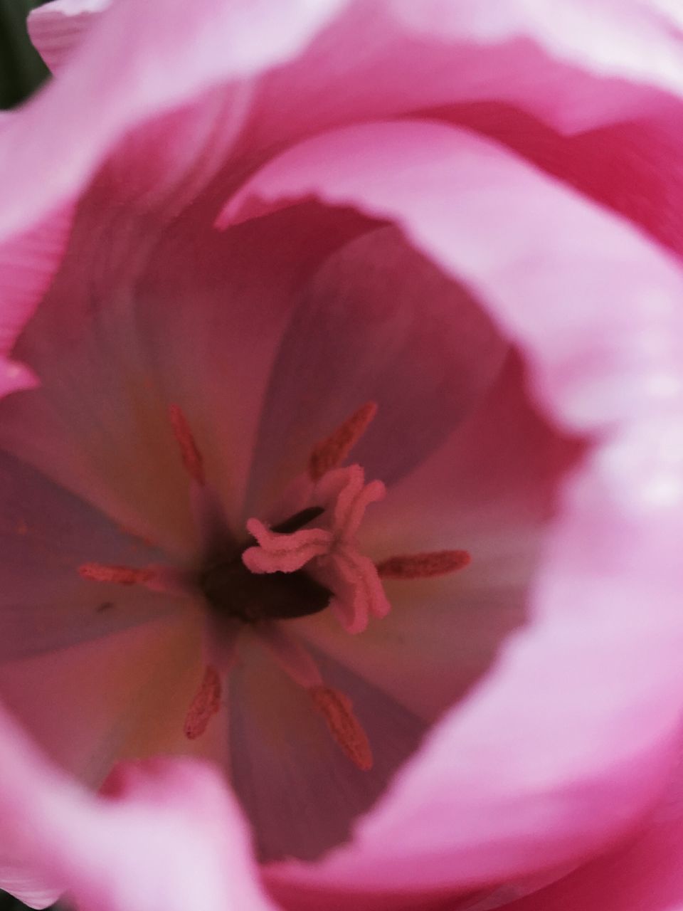 flower, petal, flower head, freshness, fragility, beauty in nature, growth, close-up, pink color, stamen, nature, pollen, blooming, full frame, single flower, backgrounds, in bloom, macro, plant, extreme close-up