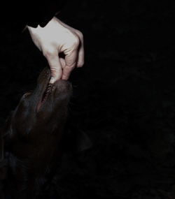 Close-up of human finger in dog mouth 