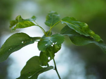 Close-up of raindrops on leaves
