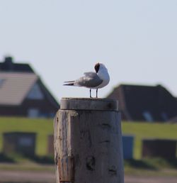 Bird perching on railing