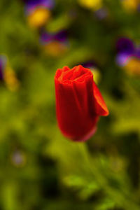 Close-up of red flower