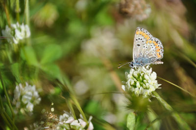 Close-up of butterfly pollinating on flower