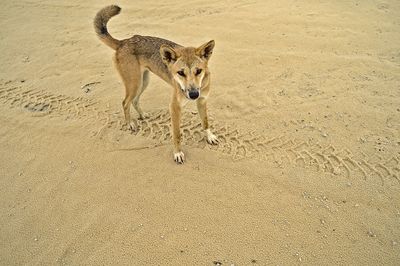 High angle view of dog on sand