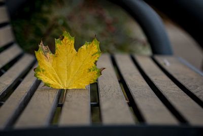 Close-up of yellow maple leaves on wood