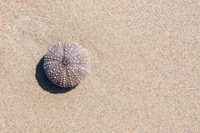 Directly above shot of dead sea urchin at beach