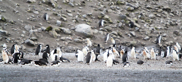 Flock of penguins