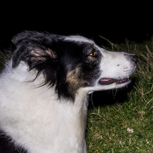 Close-up of dog looking away