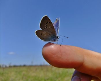 Close-up of butterfly on tree against blue sky