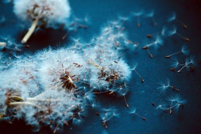 Close-up of dandelion on black background