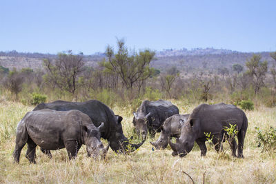 Rhinoceros standing on field against sky