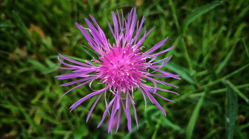 Close-up of purple flower blooming on field