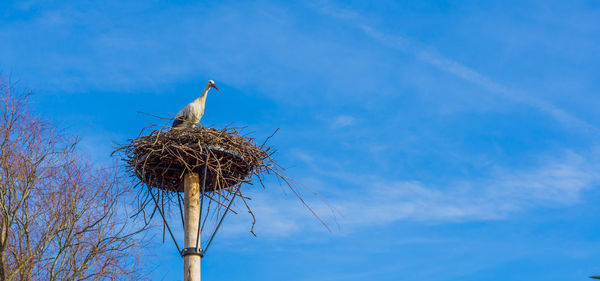 Low angle view of bird perching on nest