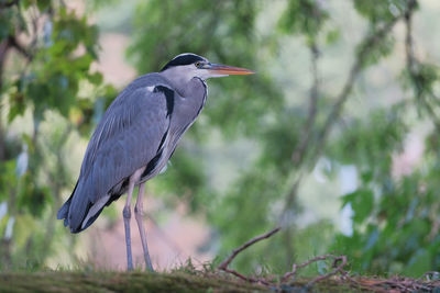 Close-up of gray heron perching