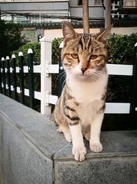 Portrait of cat sitting on railing
