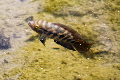 High angle view of fish swimming in sea